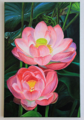 Pink lotus